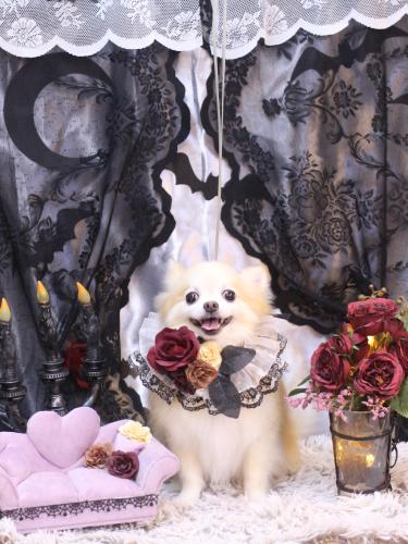 20231015小豆くん